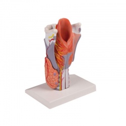 Erler-Zimmer Anatomical Larynx Model (5-Part)